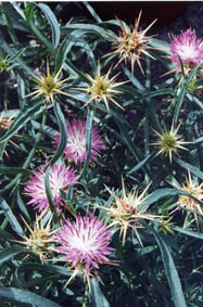 Centaurea calcitrapa